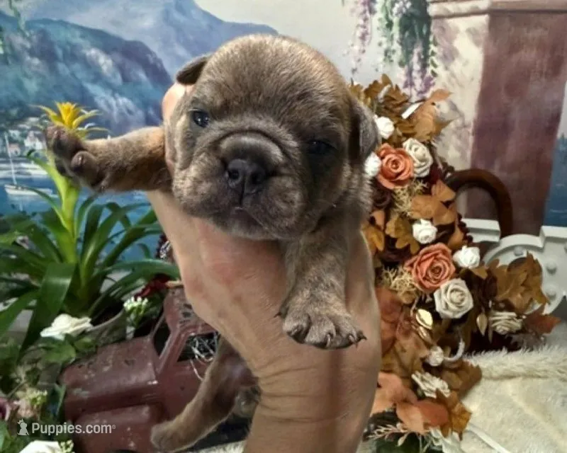 Blue Fawn suited – English Bulldog puppy for sale in Oologah, OK