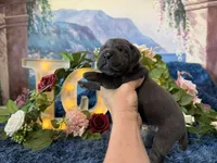 Paige, a female Cane Corso for sale in Oologah, OK – 4 of 8
