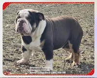 Lilly, a female English Bulldog for sale in Oologah, OK – 8 of 8