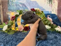 Presley, a female Cane Corso for sale in Oologah, OK – 4 of 8