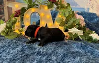 Olive, a female Cane Corso for sale in Oologah, OK – 3 of 8