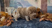 Bear, a male Chinese Shar-Pei for sale in Oologah, OK – 5 of 8