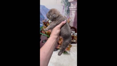 blueberry, a female English Bulldog for sale in Oologah, OK – 5 of 5