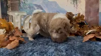 Bear, a male Chinese Shar-Pei for sale in Oologah, OK – 4 of 8