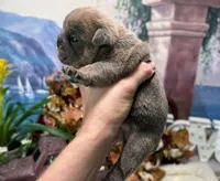 blueberry, a female English Bulldog for sale in Oologah, OK – 2 of 5