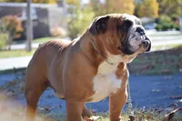 Ollie, a male English Bulldog for sale in Oologah, OK – 5 of 6