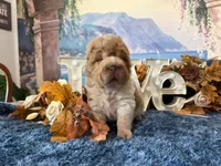 Bear, a male Chinese Shar-Pei for sale in Oologah, OK – 2 of 8