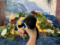 Olive, a female Cane Corso for sale in Oologah, OK – 5 of 8
