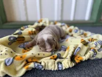 Lilly, a female English Bulldog for sale in Oologah, OK – 5 of 8