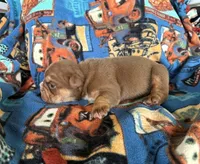 Cocoa, a female English Bulldog for sale in Oologah, OK – 4 of 5