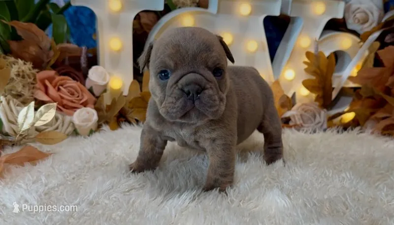blueberry – English Bulldog puppy for sale in Oologah, OK