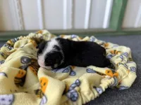 Betty, a female English Bulldog for sale in Oologah, OK – 6 of 8