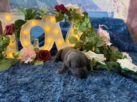 Presley, a female Cane Corso for sale in Oologah, OK – 3 of 8