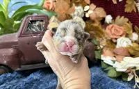 Delia, a female English Bulldog for sale in Oologah, OK – 2 of 5