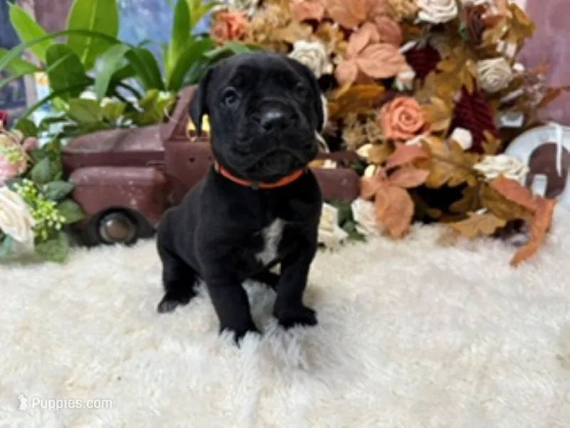 Olive – Cane Corso puppy for sale in Oologah, OK