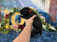 Olive, a female Cane Corso for sale in Oologah, OK – 4 of 8