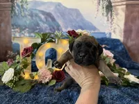 Grace, a female Cane Corso for sale in Oologah, OK – 6 of 9
