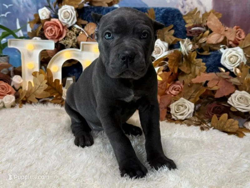 Paige – Cane Corso puppy for sale in Oologah, OK