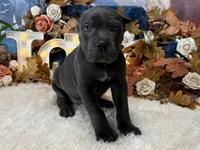 Paige, a female Cane Corso for sale in Oologah, OK – 1 of 6