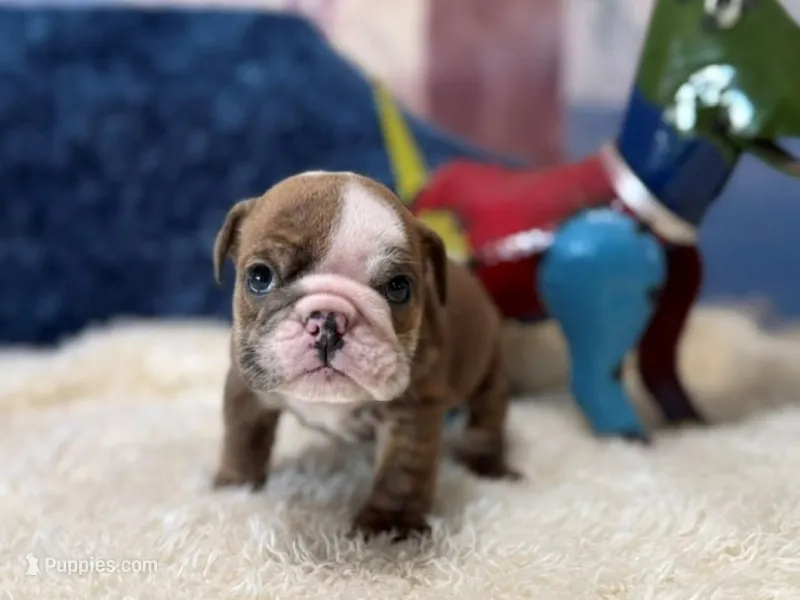 blue fawn boy – English Bulldog puppy for sale in Oologah, OK