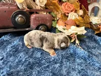Lola, a female English Bulldog for sale in Oologah, OK – 5 of 6
