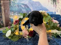 Bruno, a male Cane Corso for sale in Oologah, OK – 5 of 8