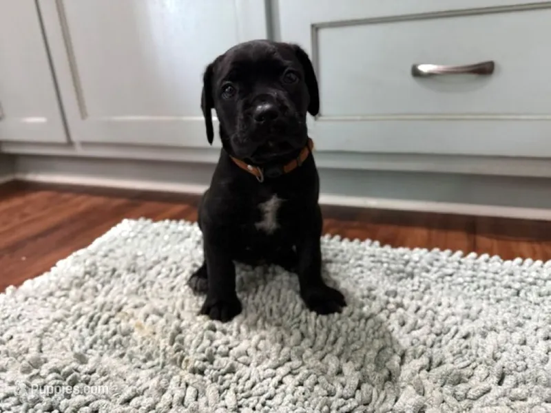 Olive – Cane Corso puppy for sale in Oologah, OK
