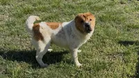 Bear, a male Chinese Shar-Pei for sale in Oologah, OK – 8 of 8