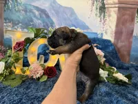Grace, a female Cane Corso for sale in Oologah, OK – 5 of 9
