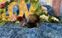 Grace, a female Cane Corso for sale in Oologah, OK – 2 of 9