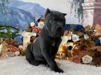 Paige, a female Cane Corso for sale in Oologah, OK – 4 of 6