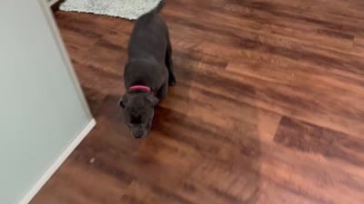 Paige, a female Cane Corso for sale in Oologah, OK – 6 of 6