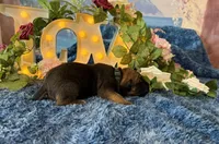 Grace, a female Cane Corso for sale in Oologah, OK – 3 of 9