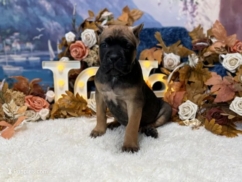 Grace – Cane Corso puppy for sale in Oologah, OK