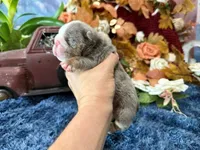 Lola, a female English Bulldog for sale in Oologah, OK – 1 of 6