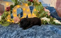 Bruno, a male Cane Corso for sale in Oologah, OK – 3 of 8