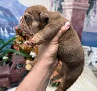 Cocoa, a female English Bulldog for sale in Oologah, OK – 2 of 5