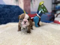 blue fawn boy, a male English Bulldog for sale in Oologah, OK – 6 of 6