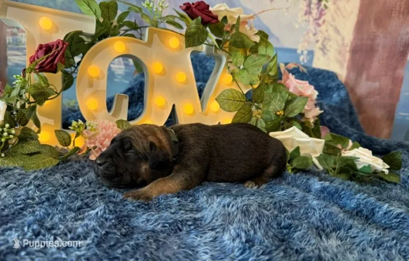 Grace – Cane Corso puppy for sale in Oologah, OK
