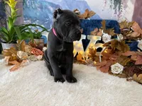 Paige, a female Cane Corso for sale in Oologah, OK – 5 of 6