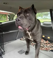 Paige, a female Cane Corso for sale in Oologah, OK – 8 of 8