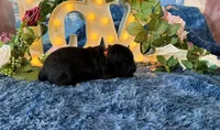 Olive, a female Cane Corso for sale in Oologah, OK – 2 of 8