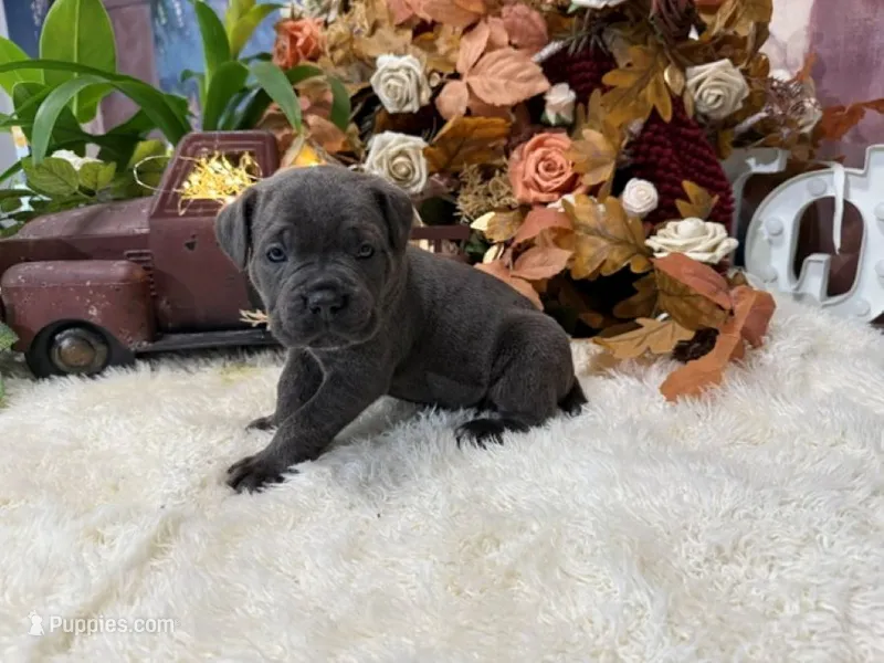 Presley – Cane Corso puppy for sale in Oologah, OK