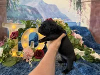 Bruno, a male Cane Corso for sale in Oologah, OK – 4 of 8