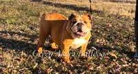 Ollie, a male English Bulldog for sale in Oologah, OK – 6 of 6