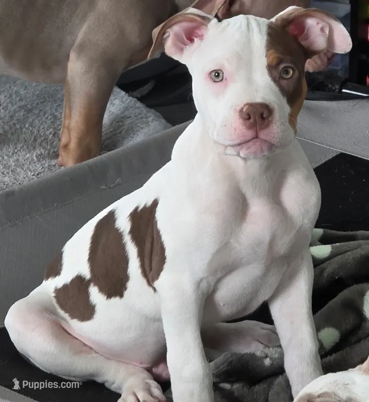 Samson – American Bully puppy for sale in Davenport, FL