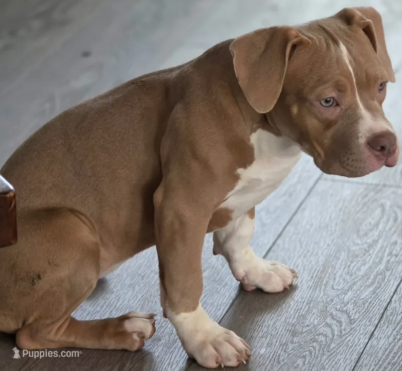 Faith Female | “The Playful Sweetheart” – American Bully puppy for sale in Davenport, FL