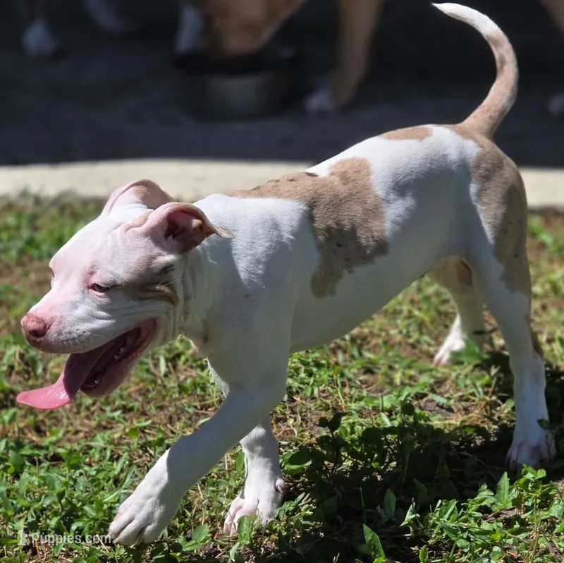 Willow Female | “The Balanced Girl” – American Bully puppy for sale in Davenport, FL