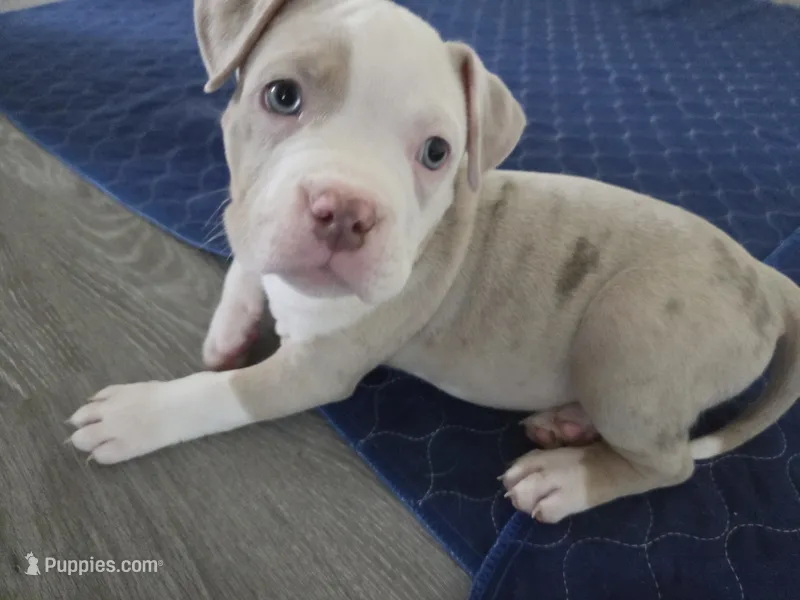 Nova – American Bully puppy for sale in Davenport, FL