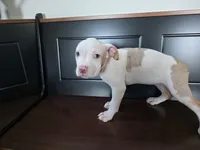 Willow, a female American Bully for sale in Davenport, FL – 2 of 3